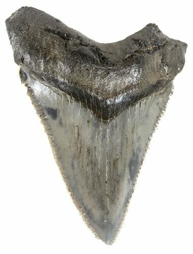 Serrated, Angustidens Tooth - Megalodon Ancestor #54143